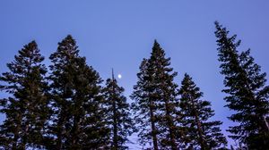 Preview wallpaper trees, moon, sky