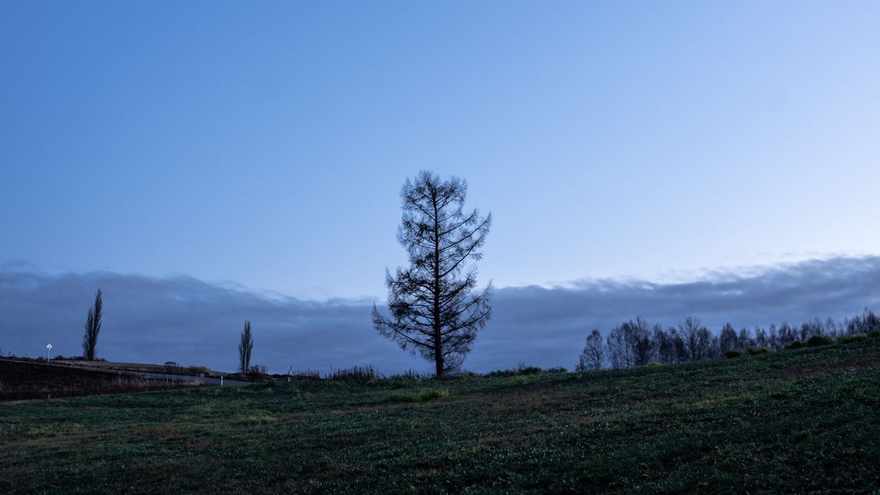 Wallpaper trees, moon, sky, glade, twilight, landscape