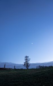 Preview wallpaper trees, moon, sky, glade, twilight, landscape