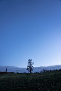 Preview wallpaper trees, moon, sky, glade, twilight, landscape