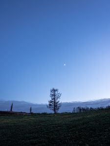 Preview wallpaper trees, moon, sky, glade, twilight, landscape