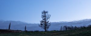 Preview wallpaper trees, moon, sky, glade, twilight, landscape