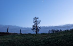 Preview wallpaper trees, moon, sky, glade, twilight, landscape