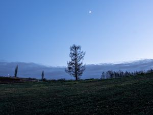 Preview wallpaper trees, moon, sky, glade, twilight, landscape