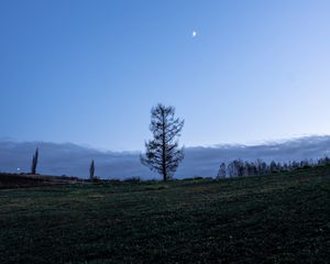Preview wallpaper trees, moon, sky, glade, twilight, landscape