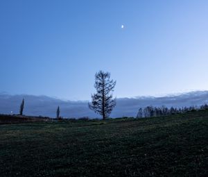 Preview wallpaper trees, moon, sky, glade, twilight, landscape