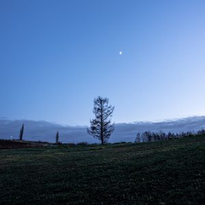 Preview wallpaper trees, moon, sky, glade, twilight, landscape