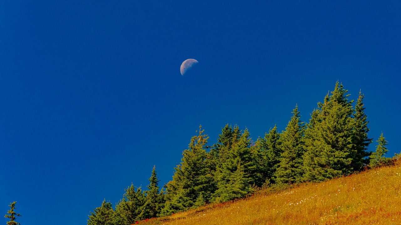 Wallpaper trees, moon, slope, landscape, nature