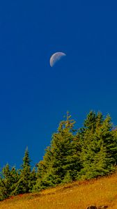 Preview wallpaper trees, moon, slope, landscape, nature