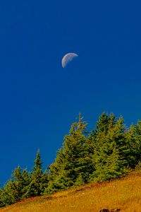 Preview wallpaper trees, moon, slope, landscape, nature