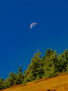 Preview wallpaper trees, moon, slope, landscape, nature