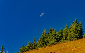 Preview wallpaper trees, moon, slope, landscape, nature
