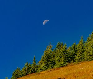 Preview wallpaper trees, moon, slope, landscape, nature