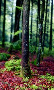 Preview wallpaper trees, moss, bark, forest