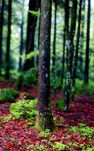 Preview wallpaper trees, moss, bark, forest