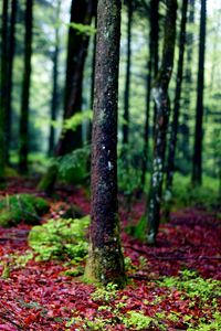 Preview wallpaper trees, moss, bark, forest