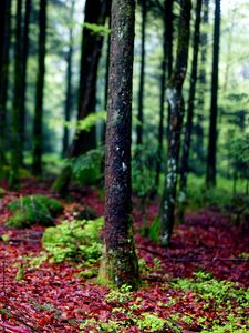 Preview wallpaper trees, moss, bark, forest