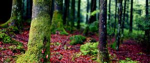 Preview wallpaper trees, moss, bark, forest