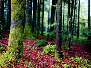 Preview wallpaper trees, moss, bark, forest