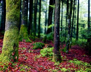 Preview wallpaper trees, moss, bark, forest