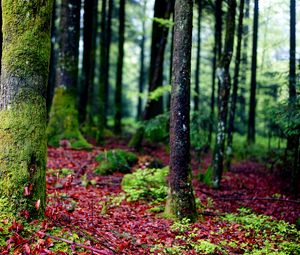 Preview wallpaper trees, moss, bark, forest