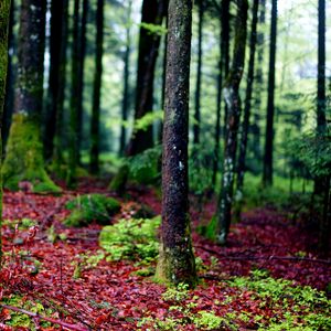 Preview wallpaper trees, moss, bark, forest