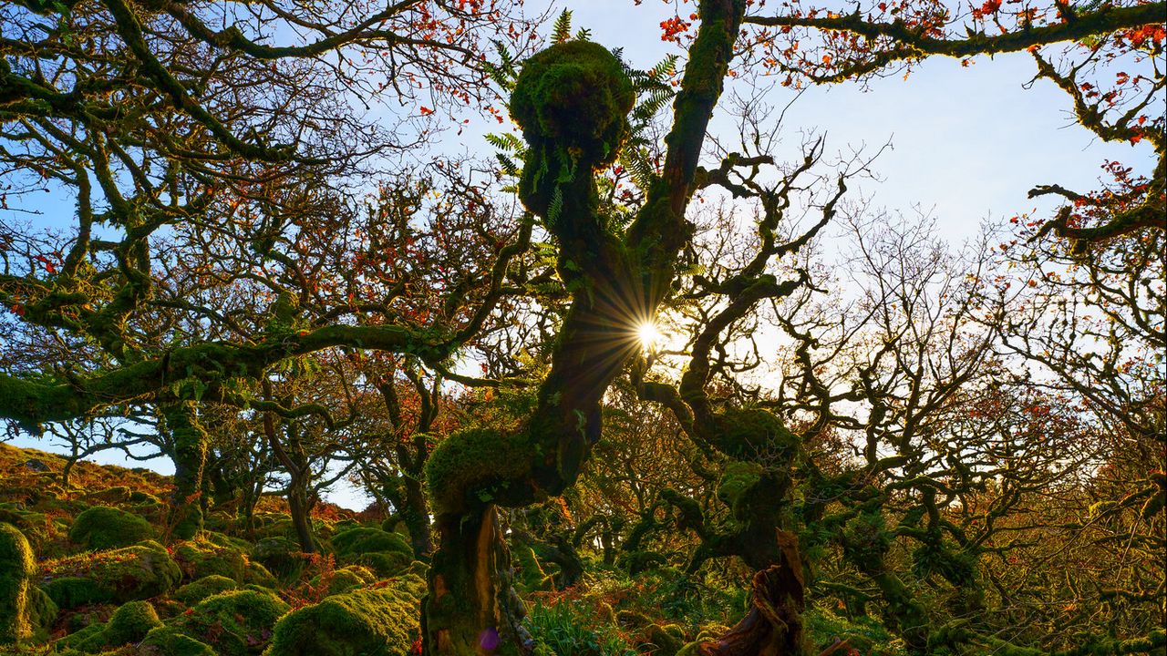 Wallpaper trees, moss, branches, sun, nature