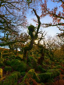 Preview wallpaper trees, moss, branches, sun, nature