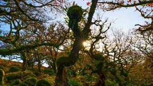 Preview wallpaper trees, moss, branches, sun, nature