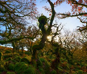 Preview wallpaper trees, moss, branches, sun, nature