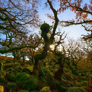 Preview wallpaper trees, moss, branches, sun, nature