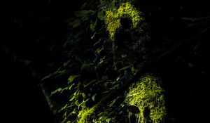 Preview wallpaper trees, moss, branches, leaves, dark