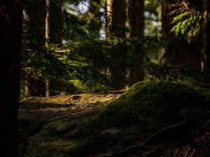 Preview wallpaper trees, moss, fern, forest