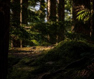 Preview wallpaper trees, moss, fern, forest