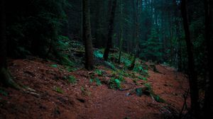 Preview wallpaper trees, moss, forest