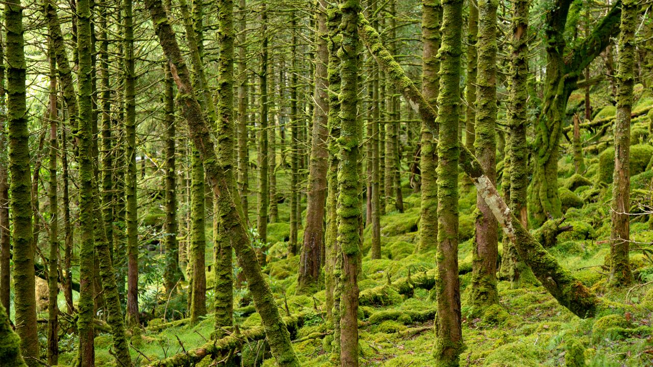 Wallpaper trees, moss, forest, branches hd, picture, image