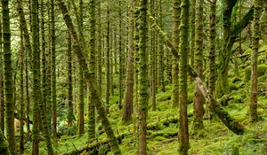 Preview wallpaper trees, moss, forest, branches