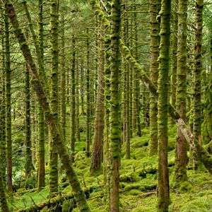 Preview wallpaper trees, moss, forest, branches