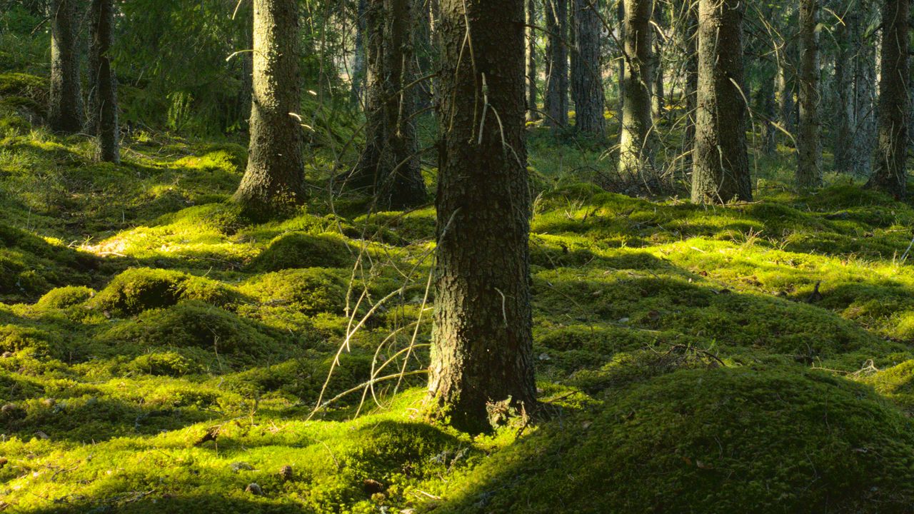 Wallpaper trees, moss, forest, trunks, nature