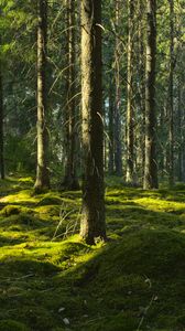 Preview wallpaper trees, moss, forest, trunks, nature