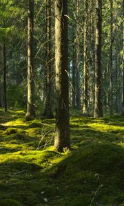 Preview wallpaper trees, moss, forest, trunks, nature