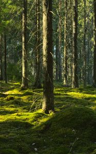 Preview wallpaper trees, moss, forest, trunks, nature