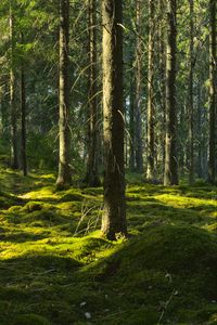 Preview wallpaper trees, moss, forest, trunks, nature