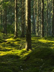 Preview wallpaper trees, moss, forest, trunks, nature