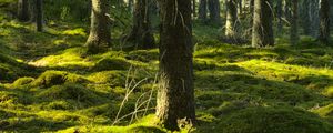 Preview wallpaper trees, moss, forest, trunks, nature