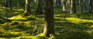 Preview wallpaper trees, moss, forest, trunks, nature