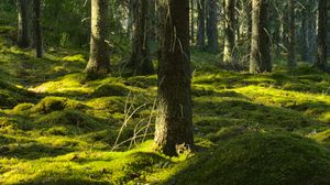 Preview wallpaper trees, moss, forest, trunks, nature