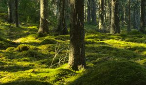Preview wallpaper trees, moss, forest, trunks, nature
