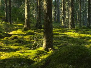 Preview wallpaper trees, moss, forest, trunks, nature