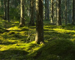 Preview wallpaper trees, moss, forest, trunks, nature